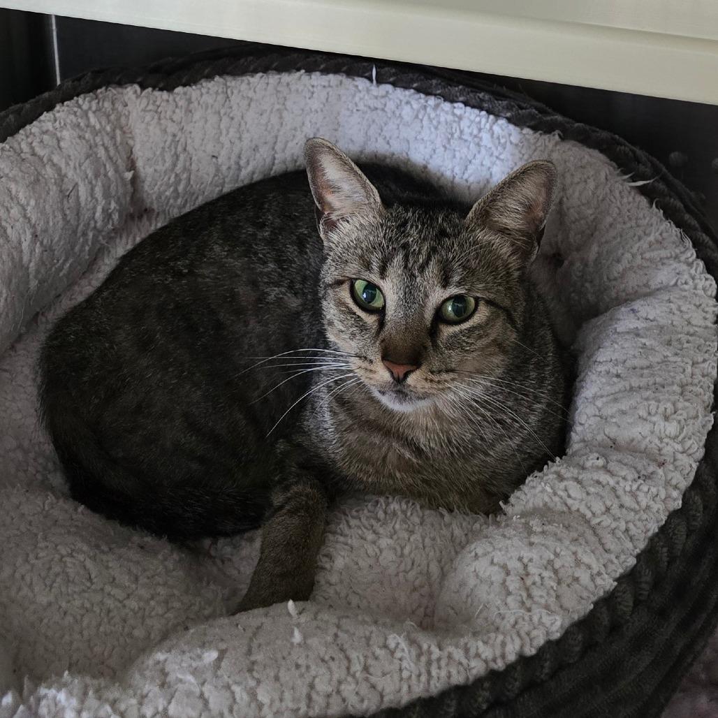 Junebug DAP, a Adoptable Domestic Short Hair in Denver, CO image 4/6