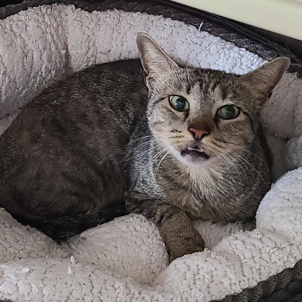 Junebug DAP, a Adoptable Domestic Short Hair in Denver, CO image 5/6