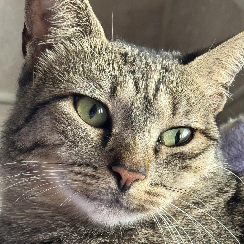 Junebug DAP, a Adoptable Domestic Short Hair in Denver, CO image 6/6