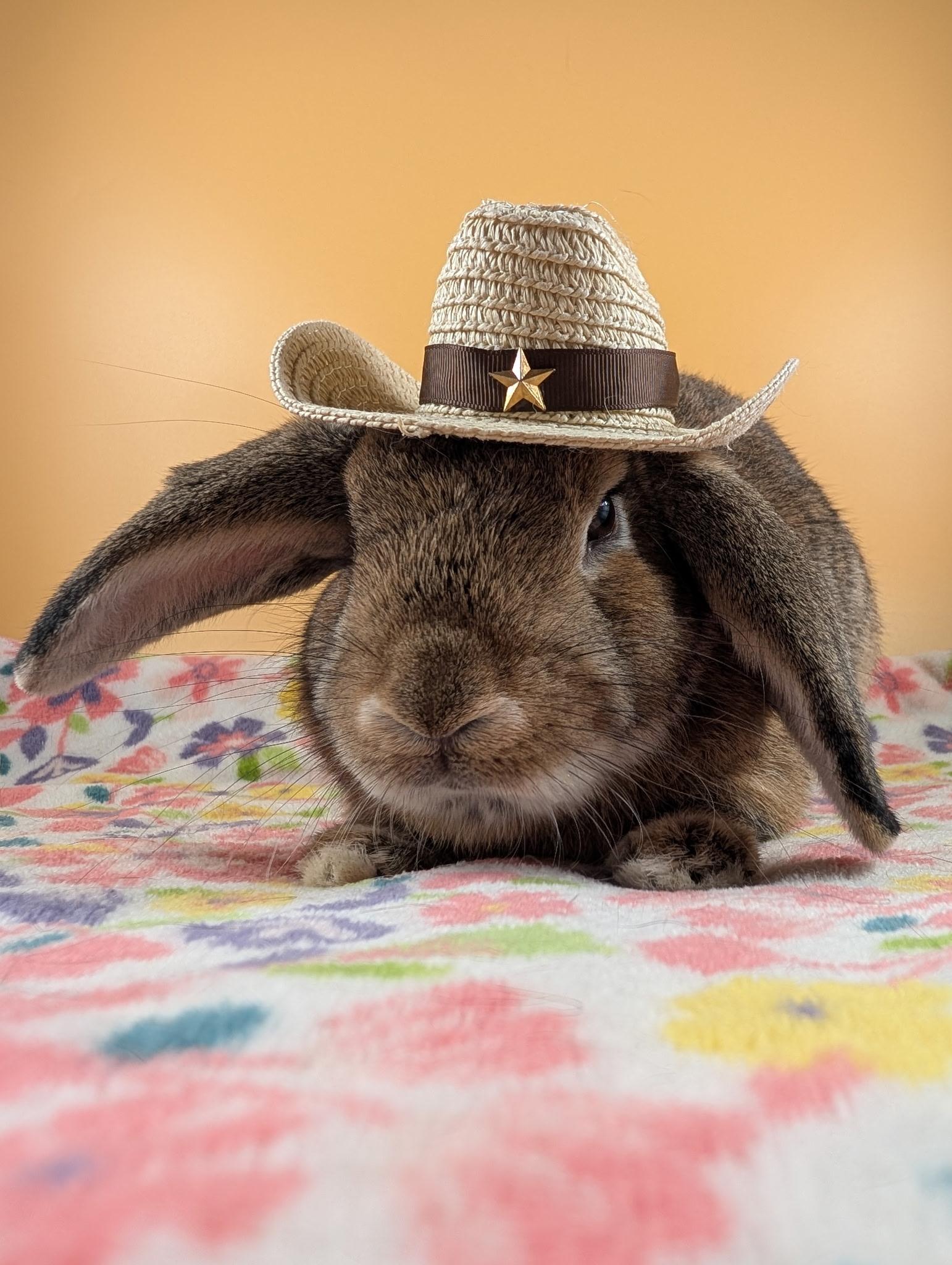Enlarge Floppy Joe, an adoptable mixed breed in San Antonio, TX image 4/6