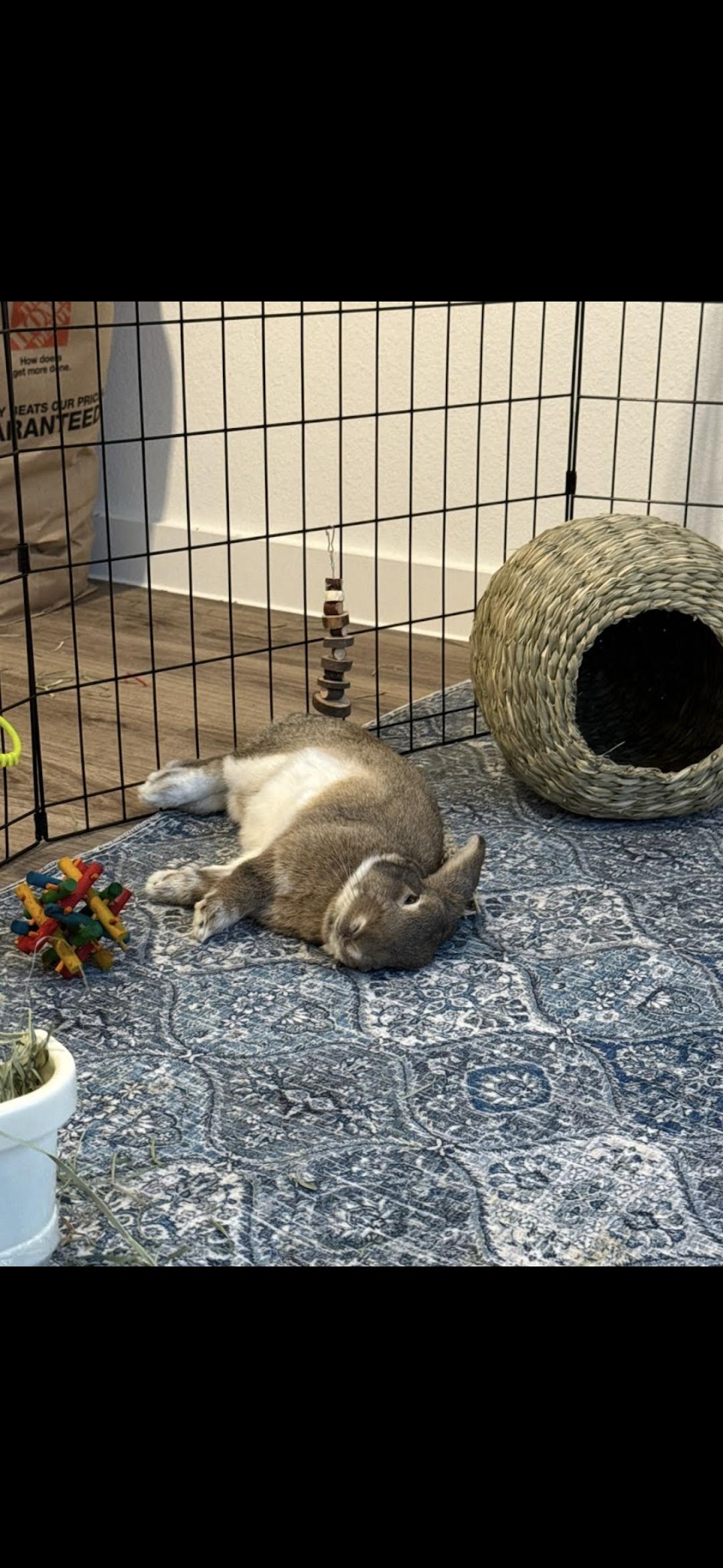 Enlarge Floppy Joe, an adoptable mixed breed in San Antonio, TX image 3/6