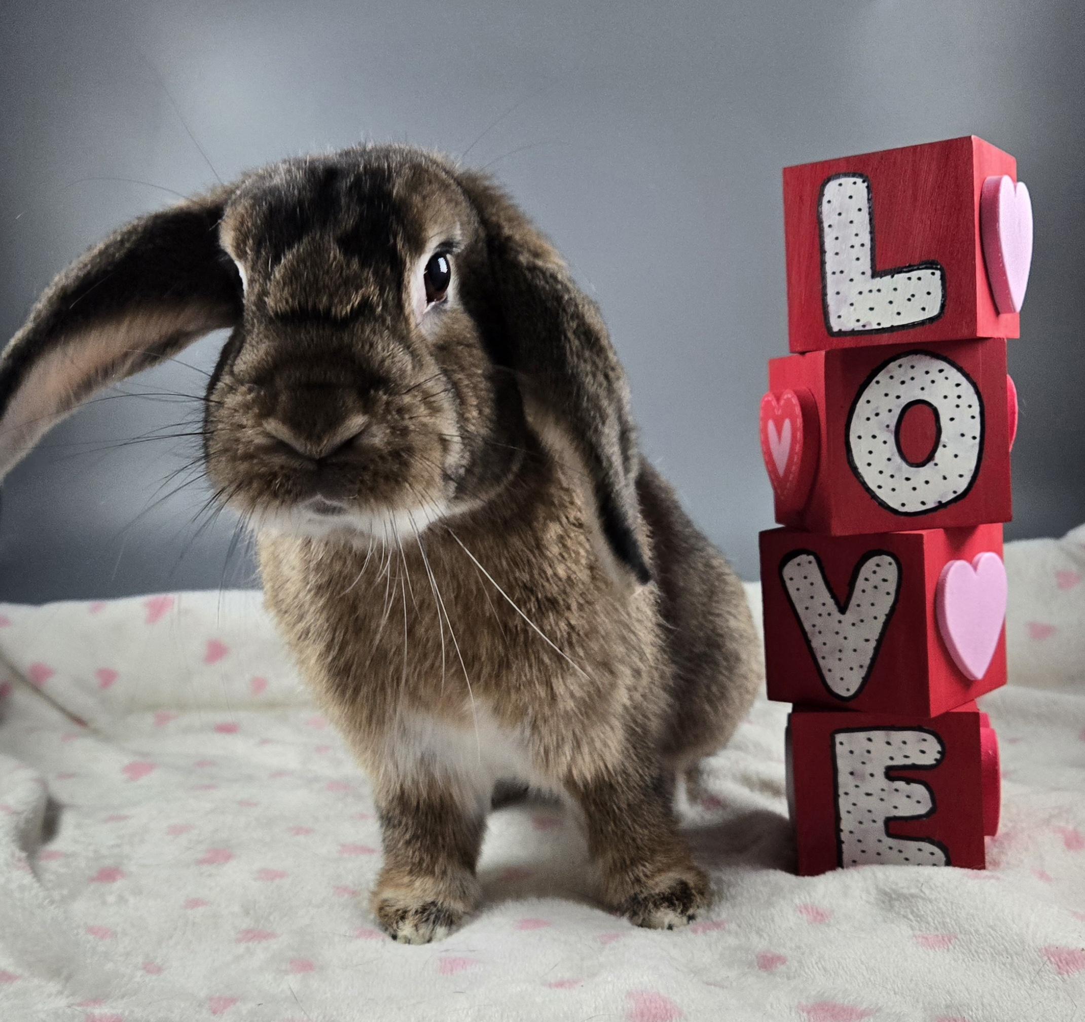 Floppy Joe, adoptable, Adult Male Mini Lop & Dwarf.