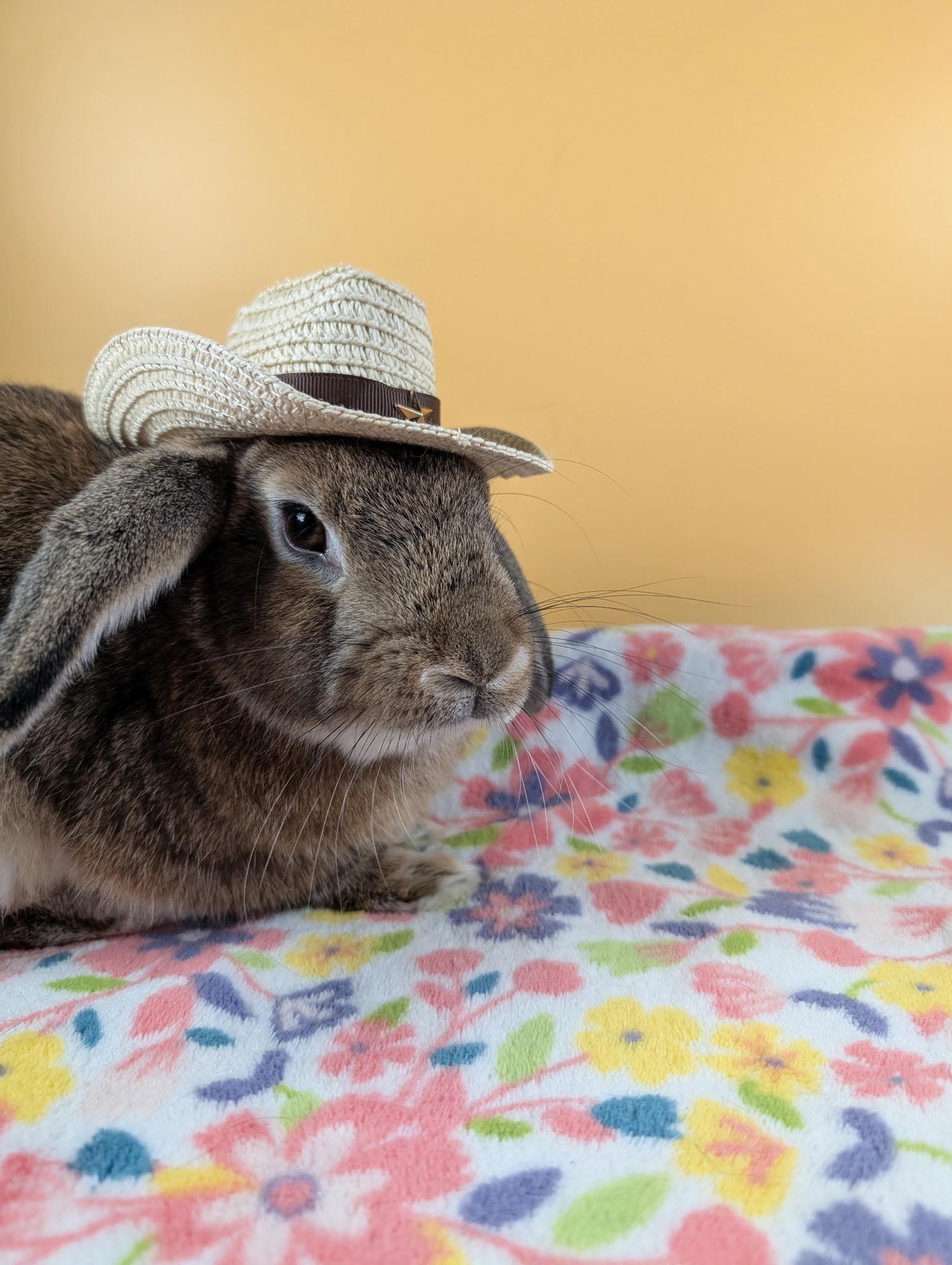 Enlarge Floppy Joe, an adoptable mixed breed in San Antonio, TX image 6/6