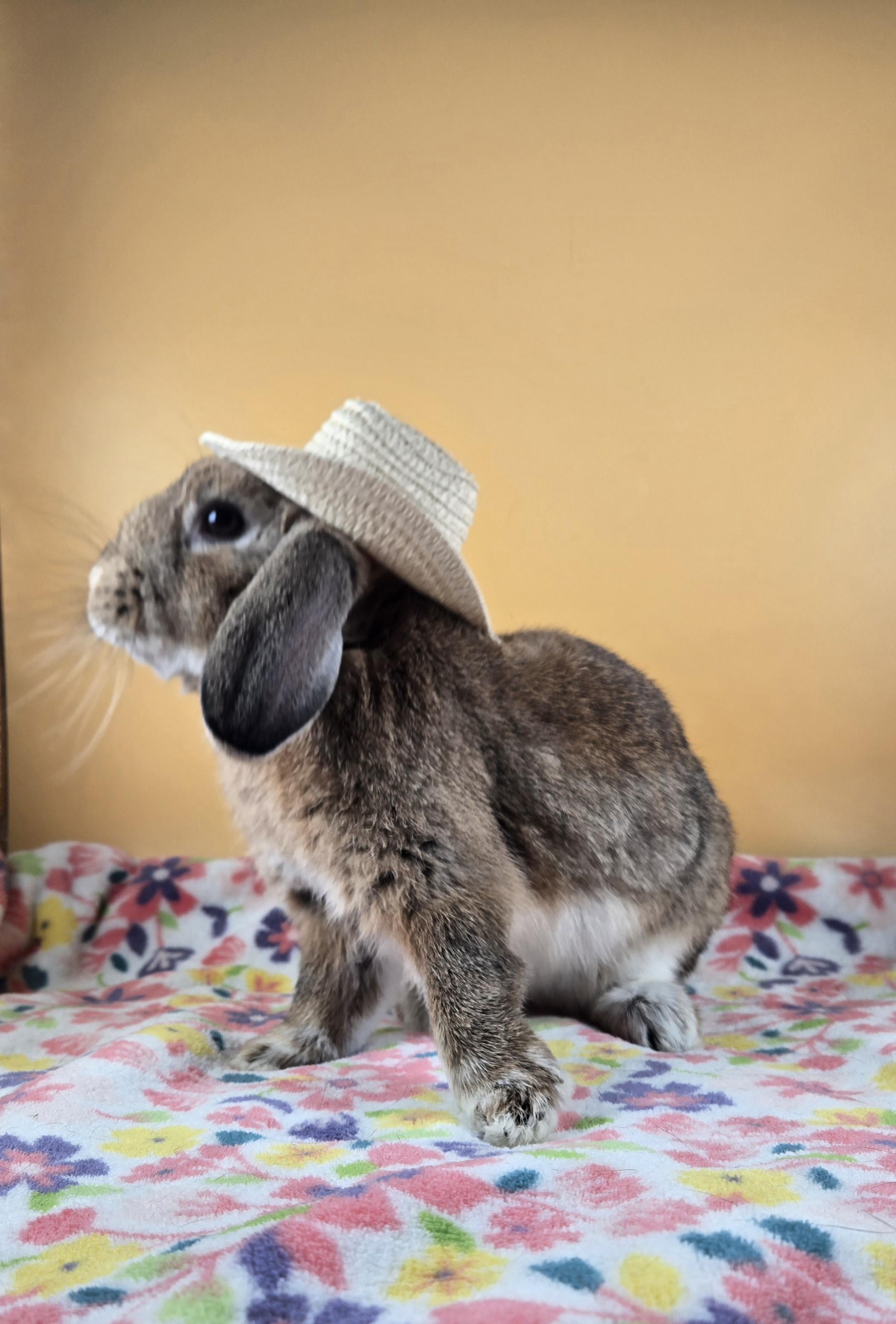 Enlarge Floppy Joe, an adoptable mixed breed in San Antonio, TX image 5/6