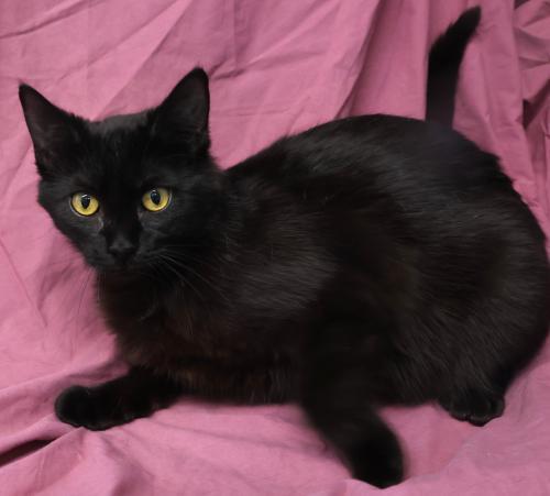 Lexi, Adoptable, Young Female Domestic Short Hair.