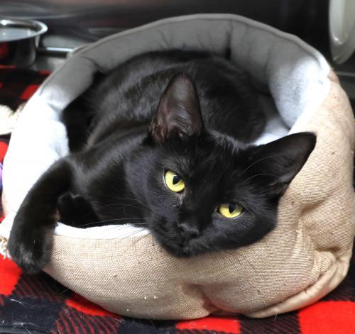 Enlarge Lexi, a Adoptable mixed breed in Thief River Falls, MN image 1/1