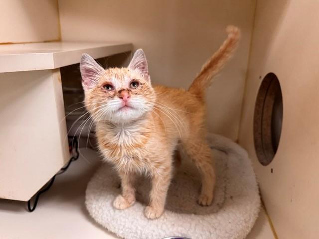 Enlarge GIBLET, a Adoptable Domestic Short Hair in Fairfield, CA image 1/1