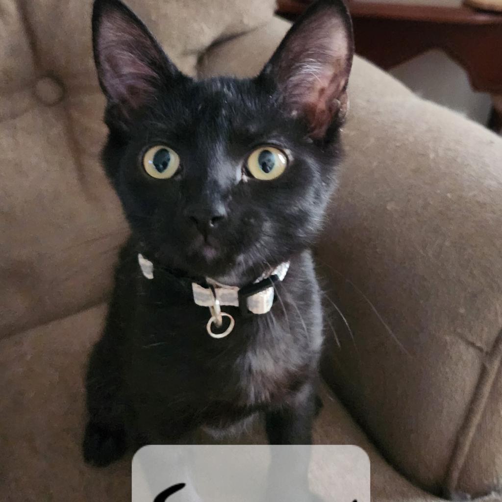 Enlarge Snow Moon, a Adoptable Domestic Short Hair in Greenwood, MO image 1/3