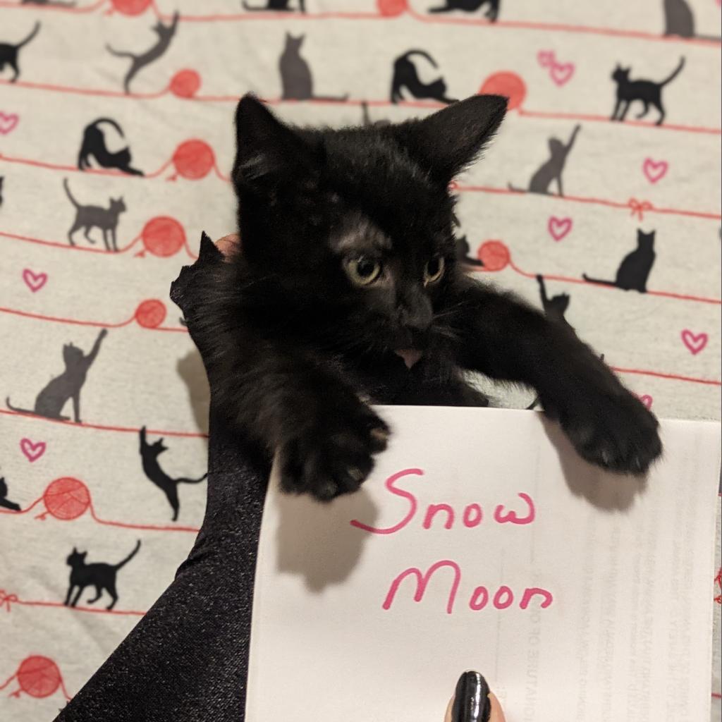 Enlarge Snow Moon, a Adoptable Domestic Short Hair in Greenwood, MO image 2/3