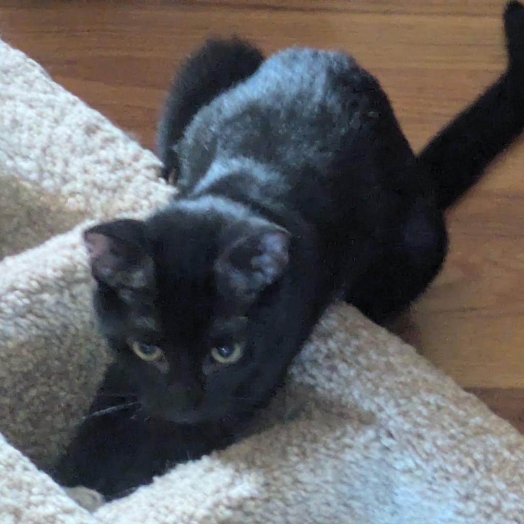 Enlarge Snow Moon, a Adoptable Domestic Short Hair in Greenwood, MO image 3/3