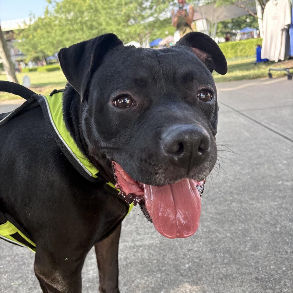 Enlarge Pablo, a Adoptable Mixed Breed in Jeffersonville, IN image 1/5