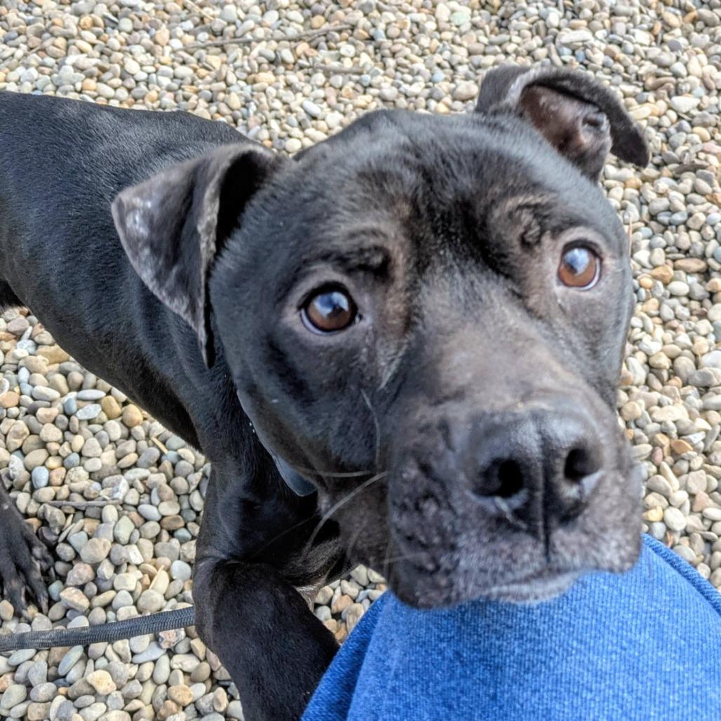 Enlarge Pablo, a Adoptable Mixed Breed in Jeffersonville, IN image 2/5