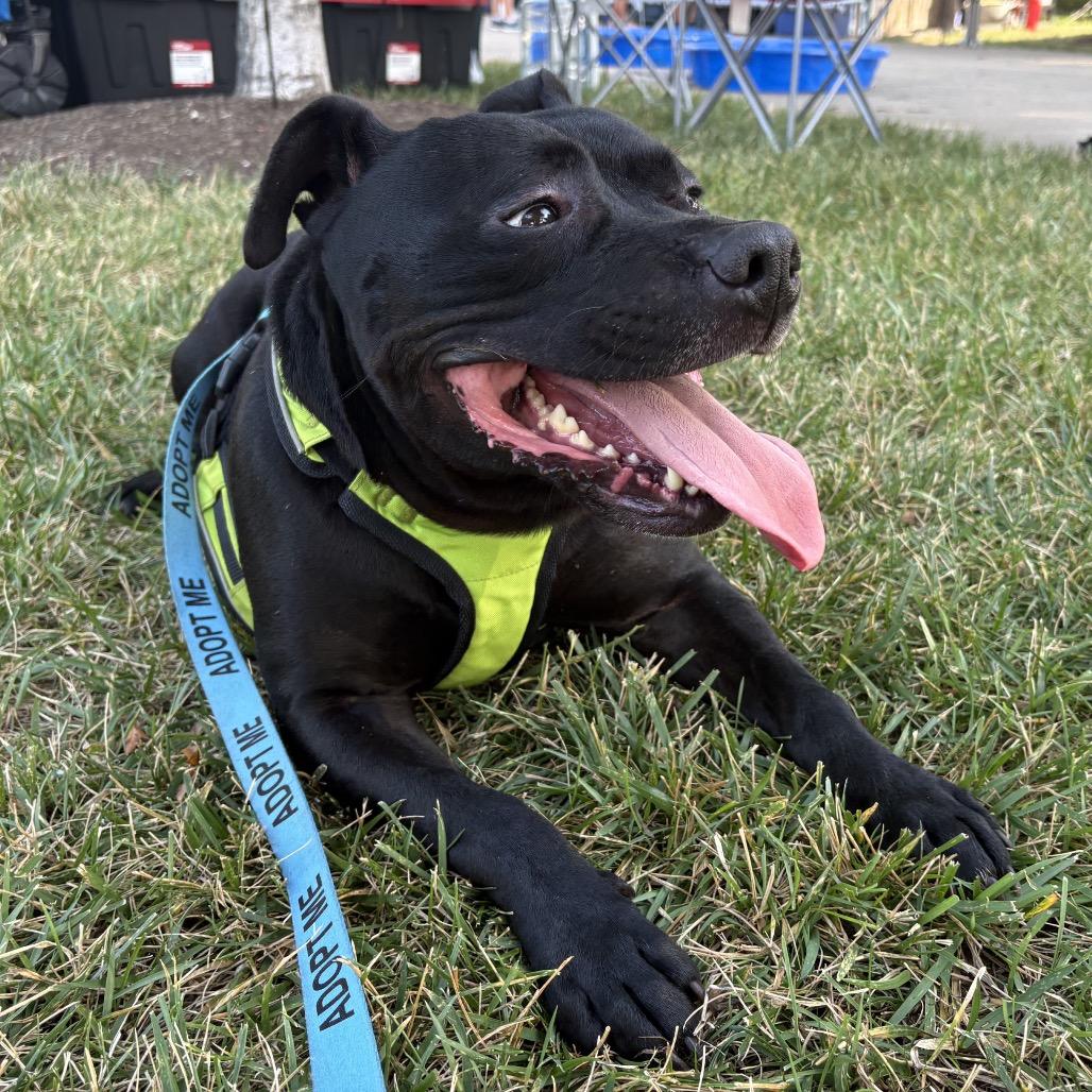Enlarge Pablo, a Adoptable Mixed Breed in Jeffersonville, IN image 3/5