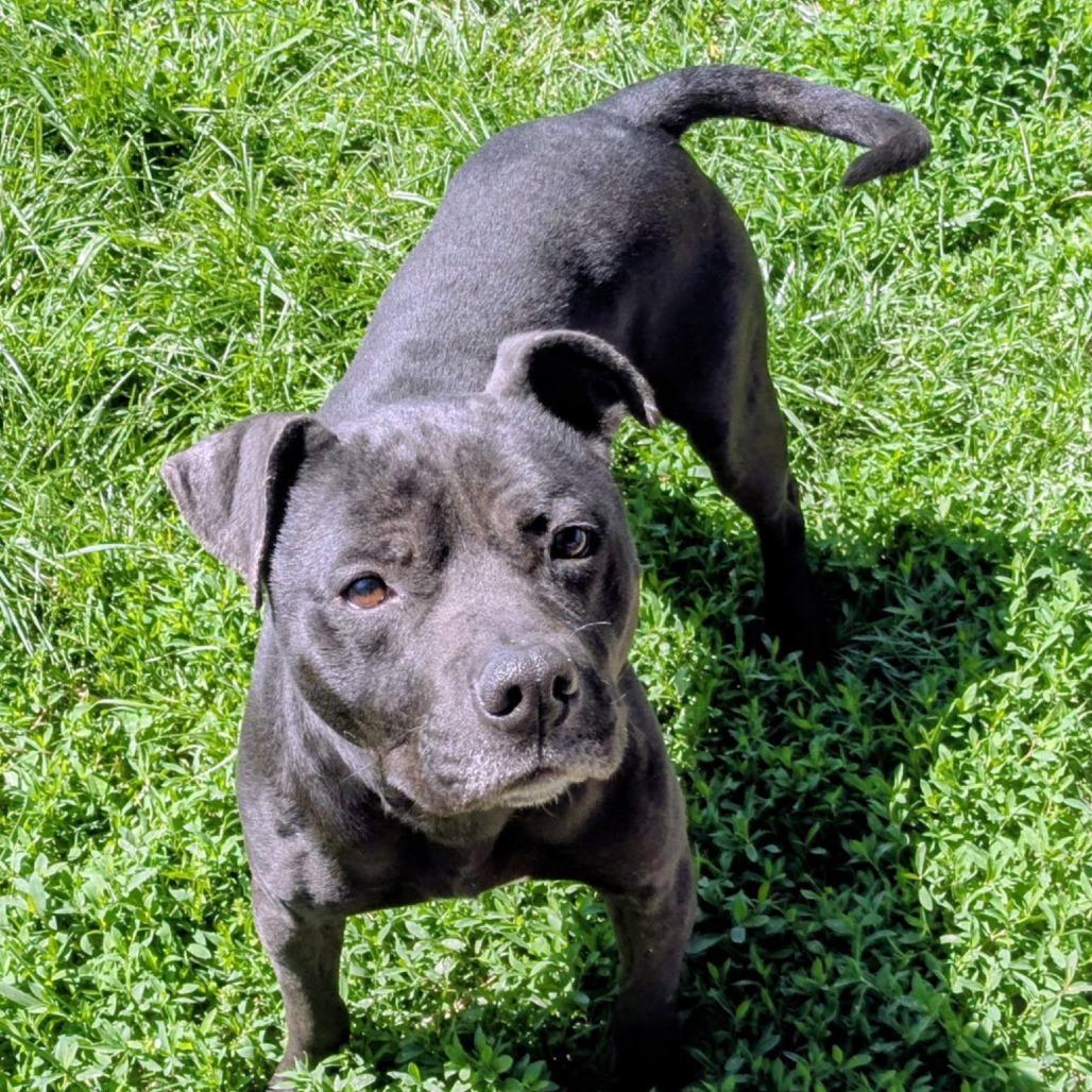 Enlarge Pablo, a Adoptable Mixed Breed in Jeffersonville, IN image 4/5