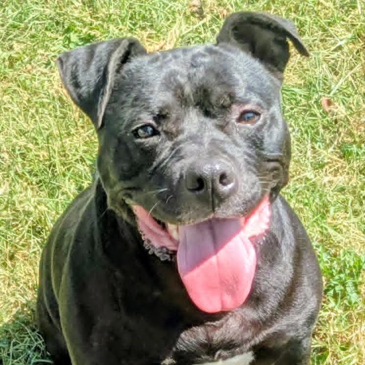 Enlarge Pablo, a Adoptable Mixed Breed in Jeffersonville, IN image 5/5