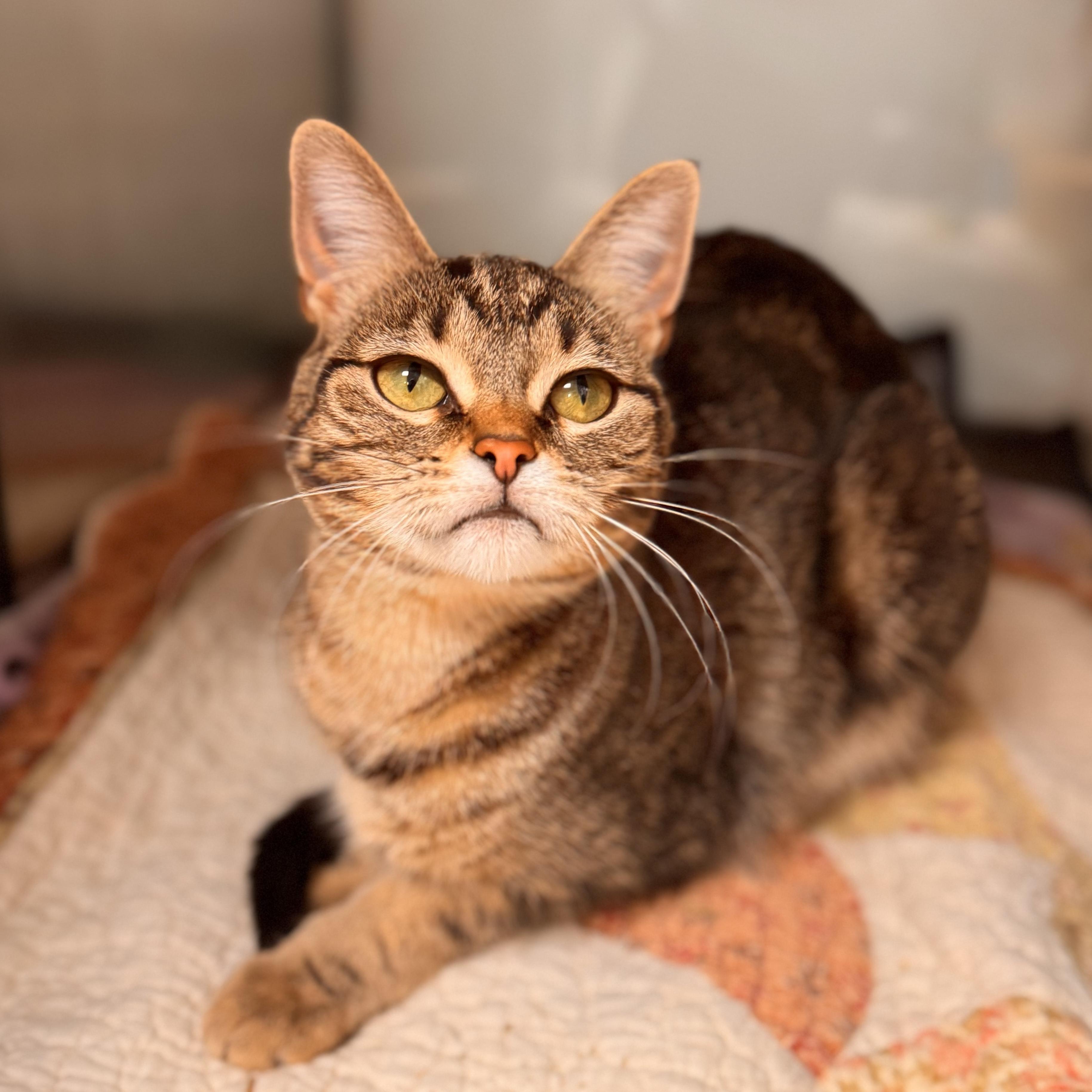 Neka - Sponsored, a Adoptable Domestic Short Hair in Midland, MI image 1/5