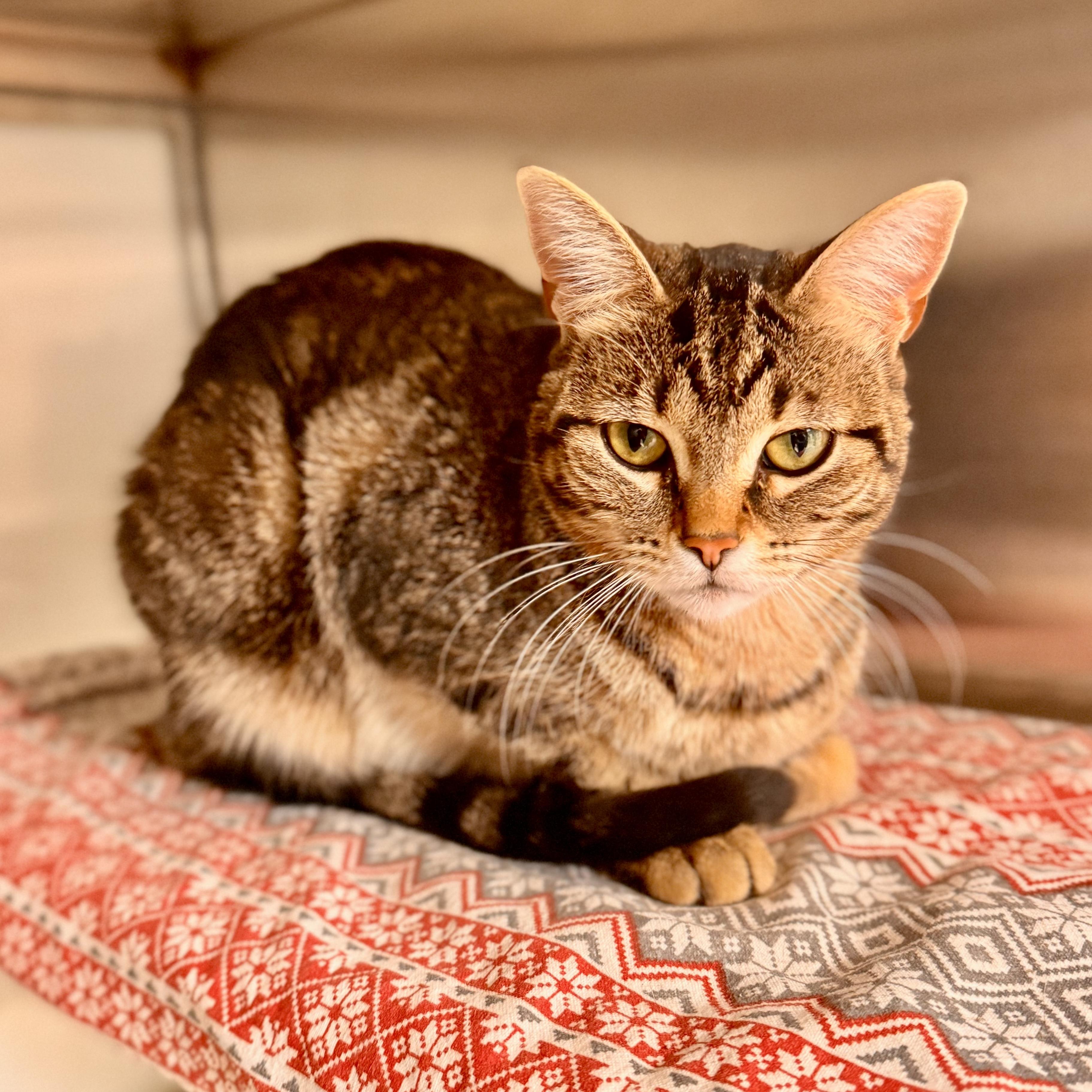Neka - Sponsored, a Adoptable Domestic Short Hair in Midland, MI image 3/5