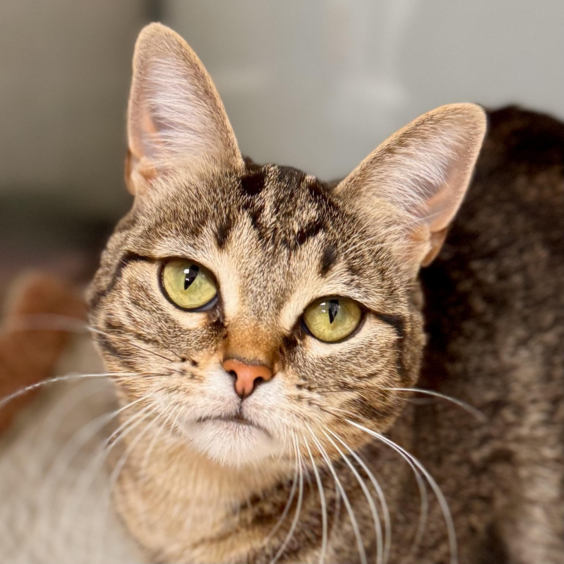 Neka - Sponsored, a Adoptable Domestic Short Hair in Midland, MI image 4/5