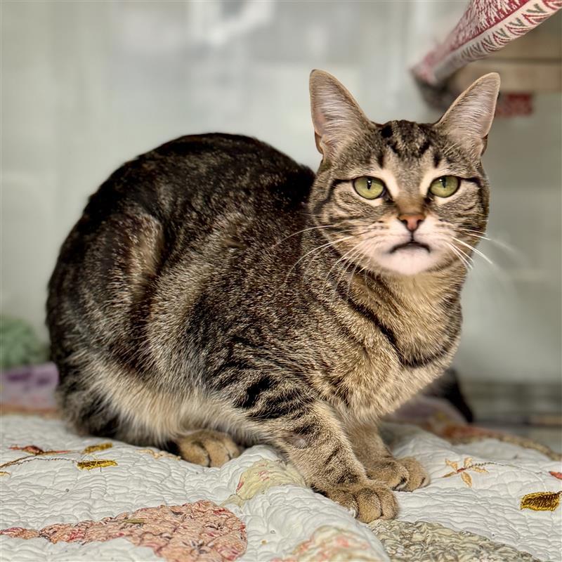 Neka - Sponsored, a Adoptable Domestic Short Hair in Midland, MI image 5/5