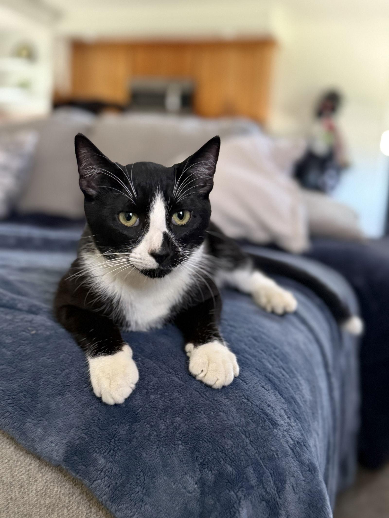 Enlarge Sirius, a Adopted mixed breed in Long Beach, CA image 1/3