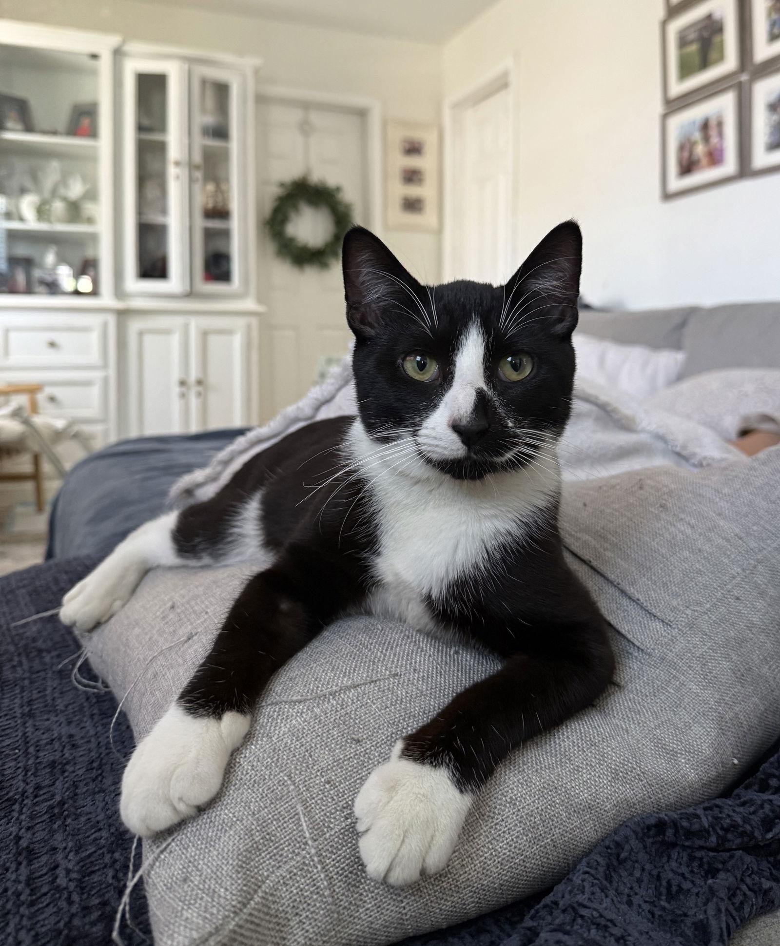 Enlarge Sirius, a Adopted mixed breed in Long Beach, CA image 2/3