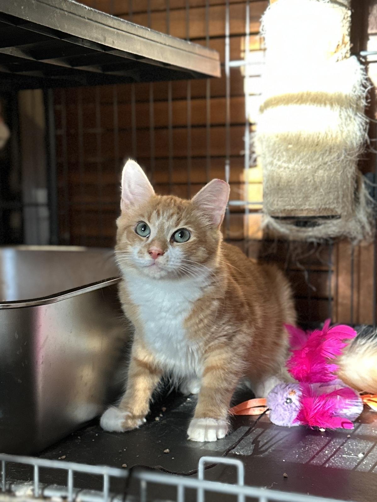 Enlarge Sissy, a Adoptable Domestic Medium Hair in Suffolk, VA image 4/6