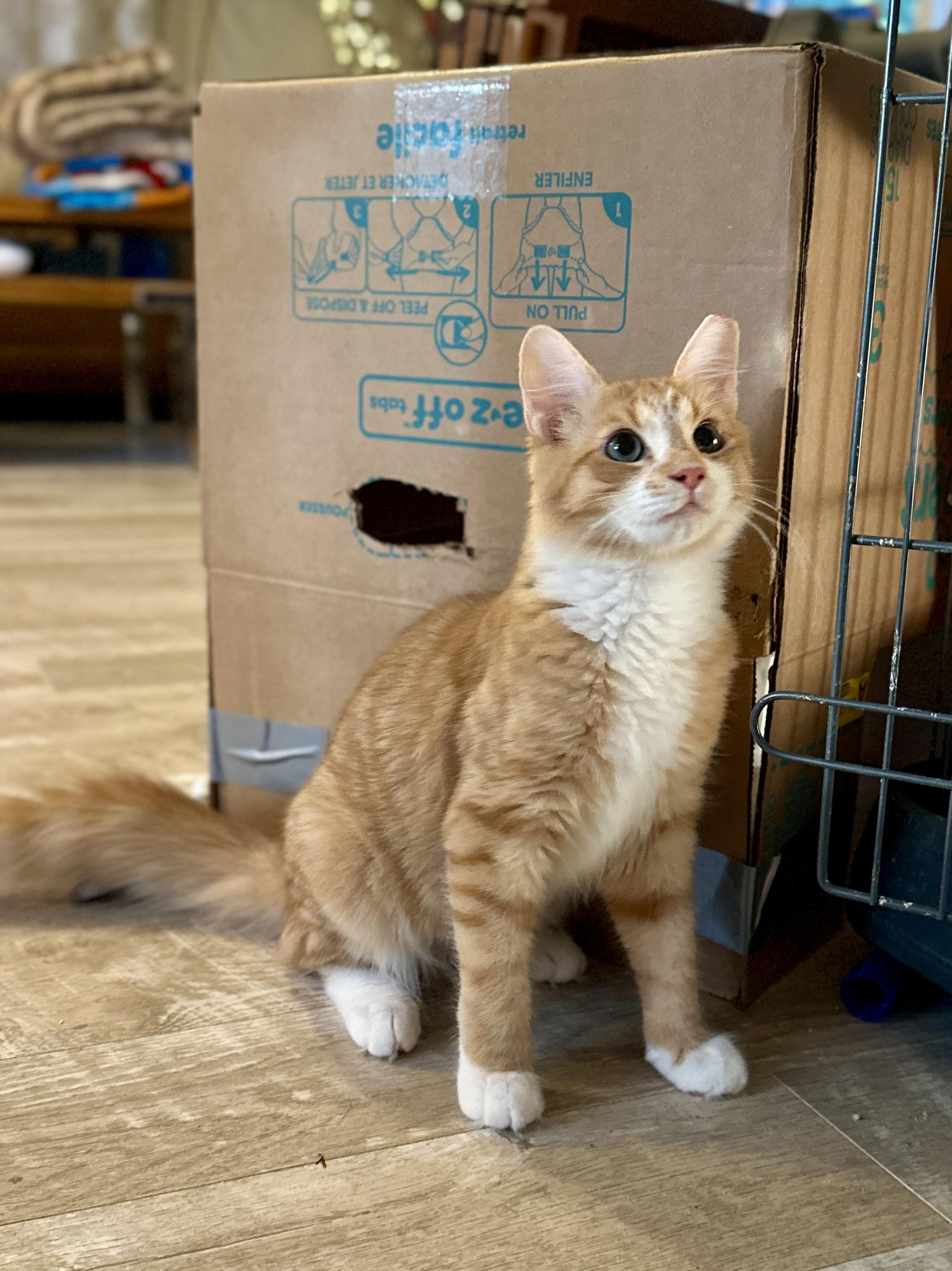 Enlarge Sissy, a Adoptable Domestic Medium Hair in Suffolk, VA image 5/6