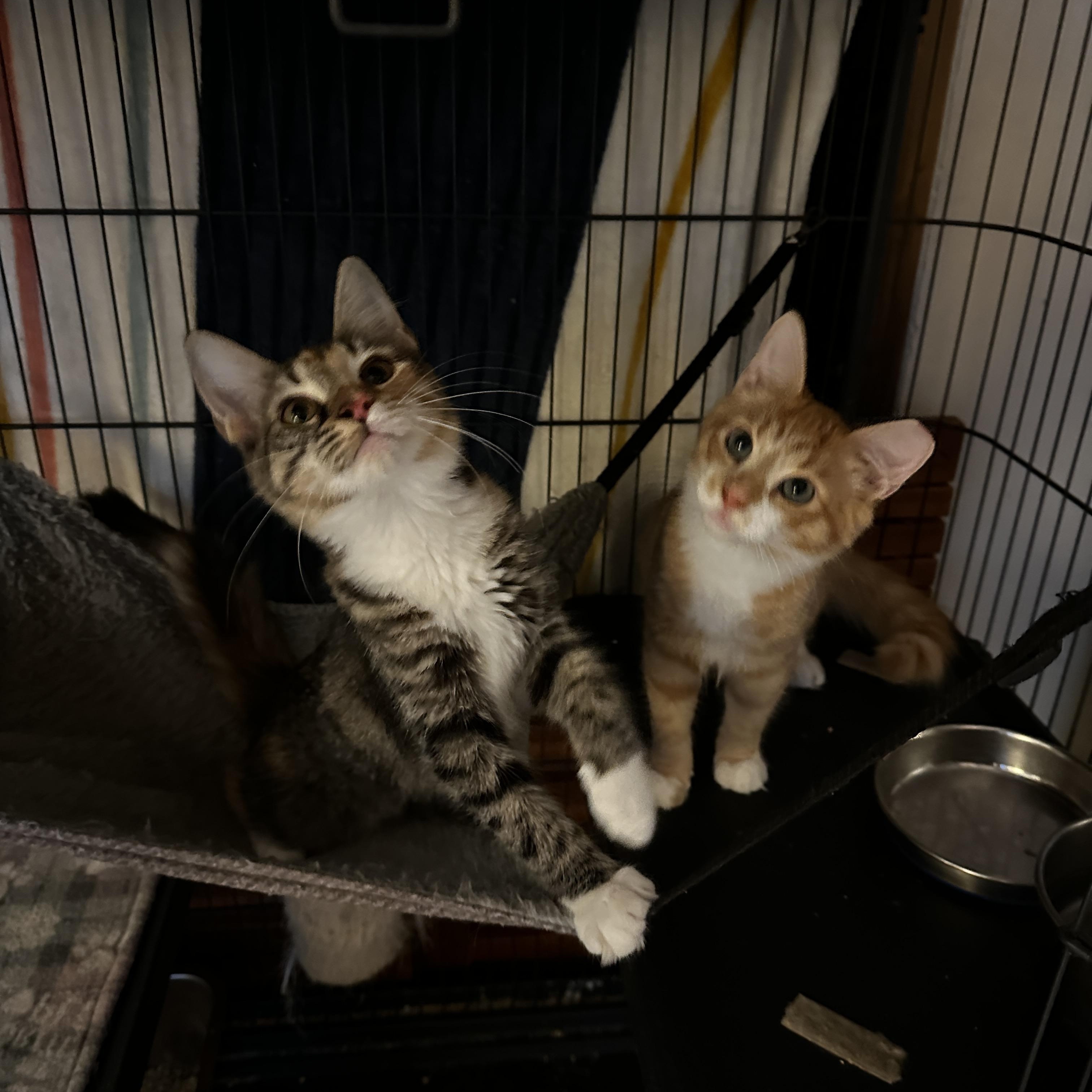 Enlarge Sissy, a Adoptable Domestic Medium Hair in Suffolk, VA image 6/6