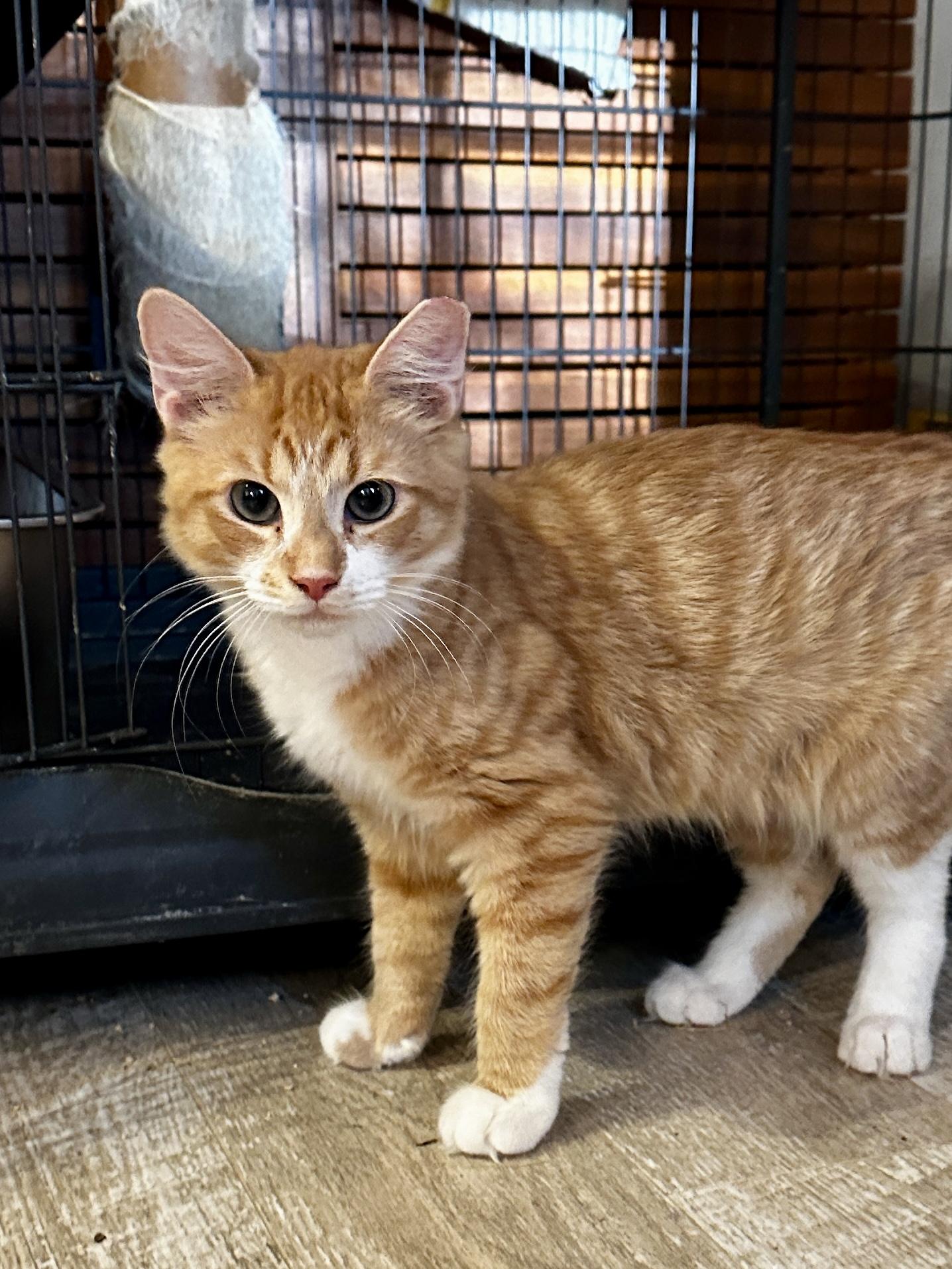 Enlarge Sissy, a Adoptable Domestic Medium Hair in Suffolk, VA image 2/6