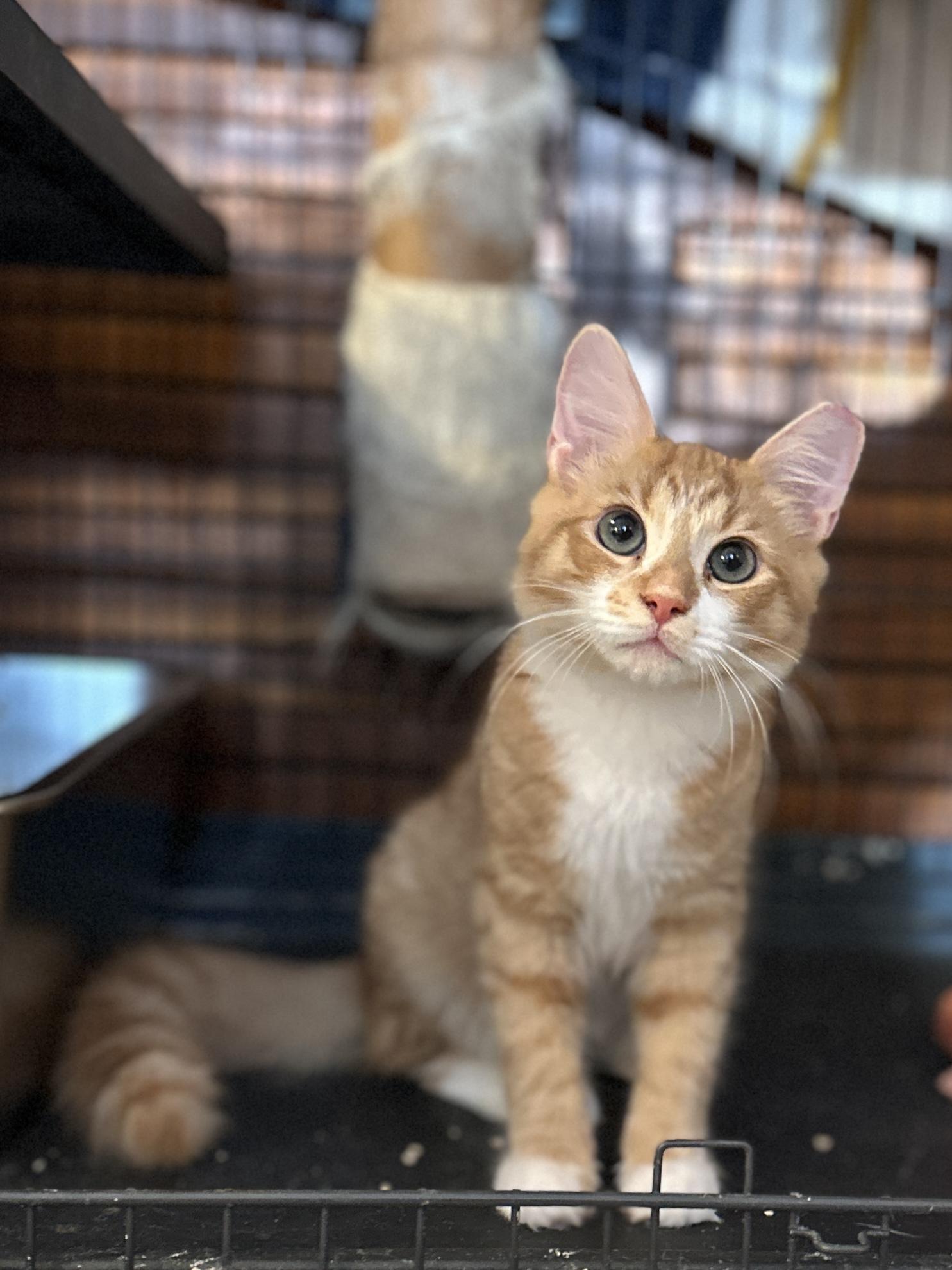 Sissy, Adoptable, Kitten Female Domestic Medium Hair.