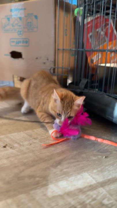 Enlarge Sissy, a Adoptable Domestic Medium Hair in Suffolk, VA video 3/6