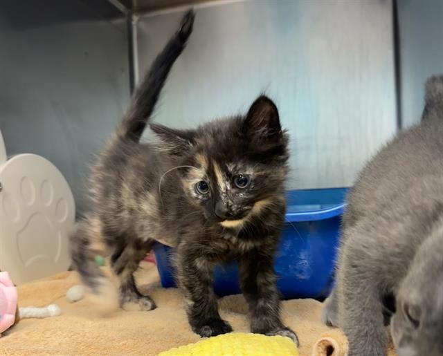 Enlarge SPRITE, a Adoptable Domestic Short Hair in Palo Alto, CA image 1/1