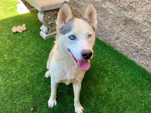 Enlarge HEATHCLIFF, a Adoptable mixed breed in Moreno Valley, CA image 1/1