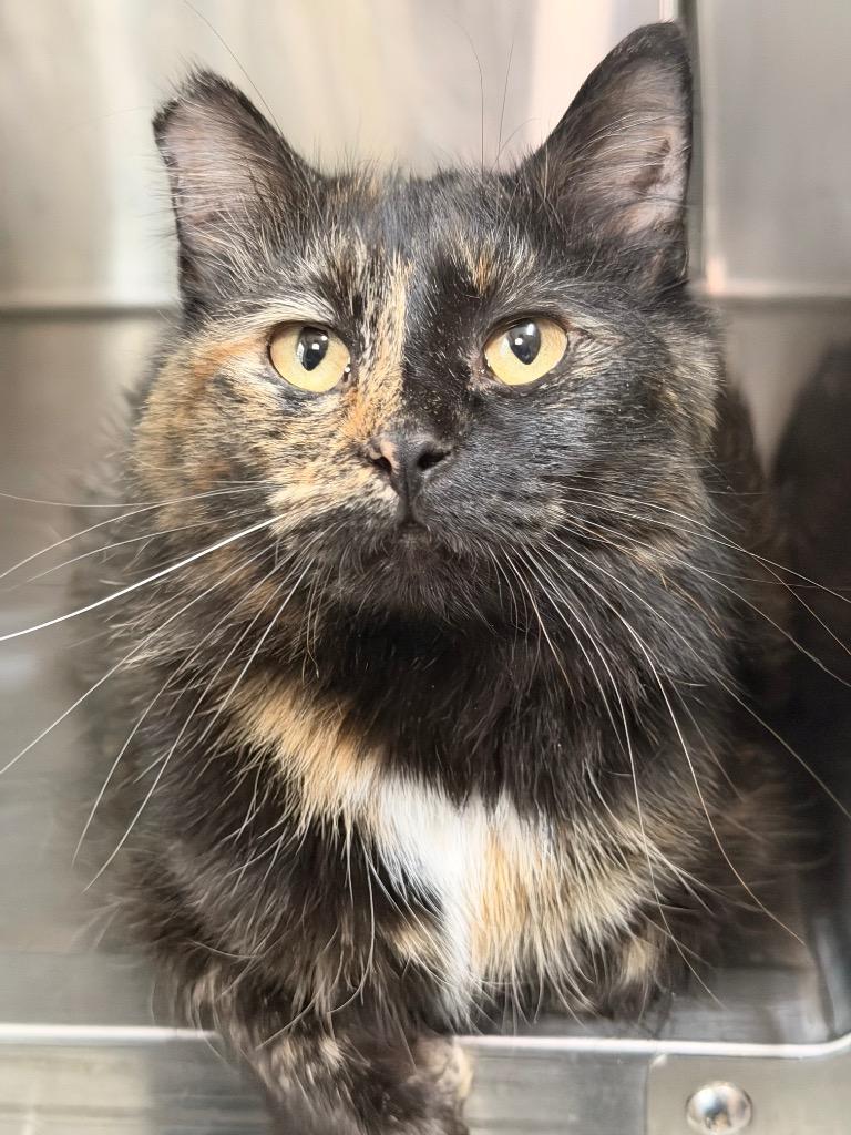 Josephina, Adoptable, Young Female Domestic Medium Hair.