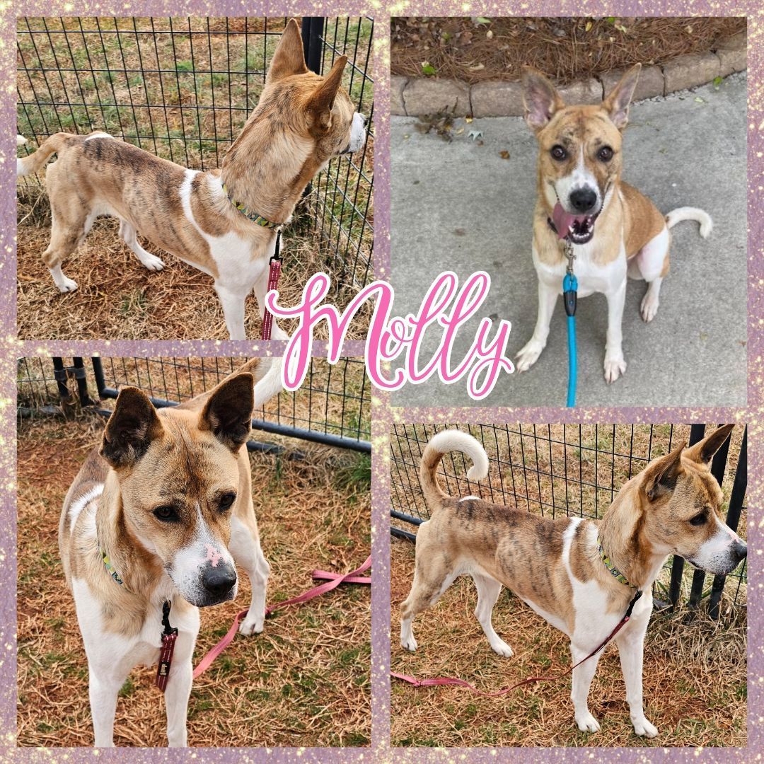 Molly, a Adoptable mixed breed in Blacksburg, SC image 5/6