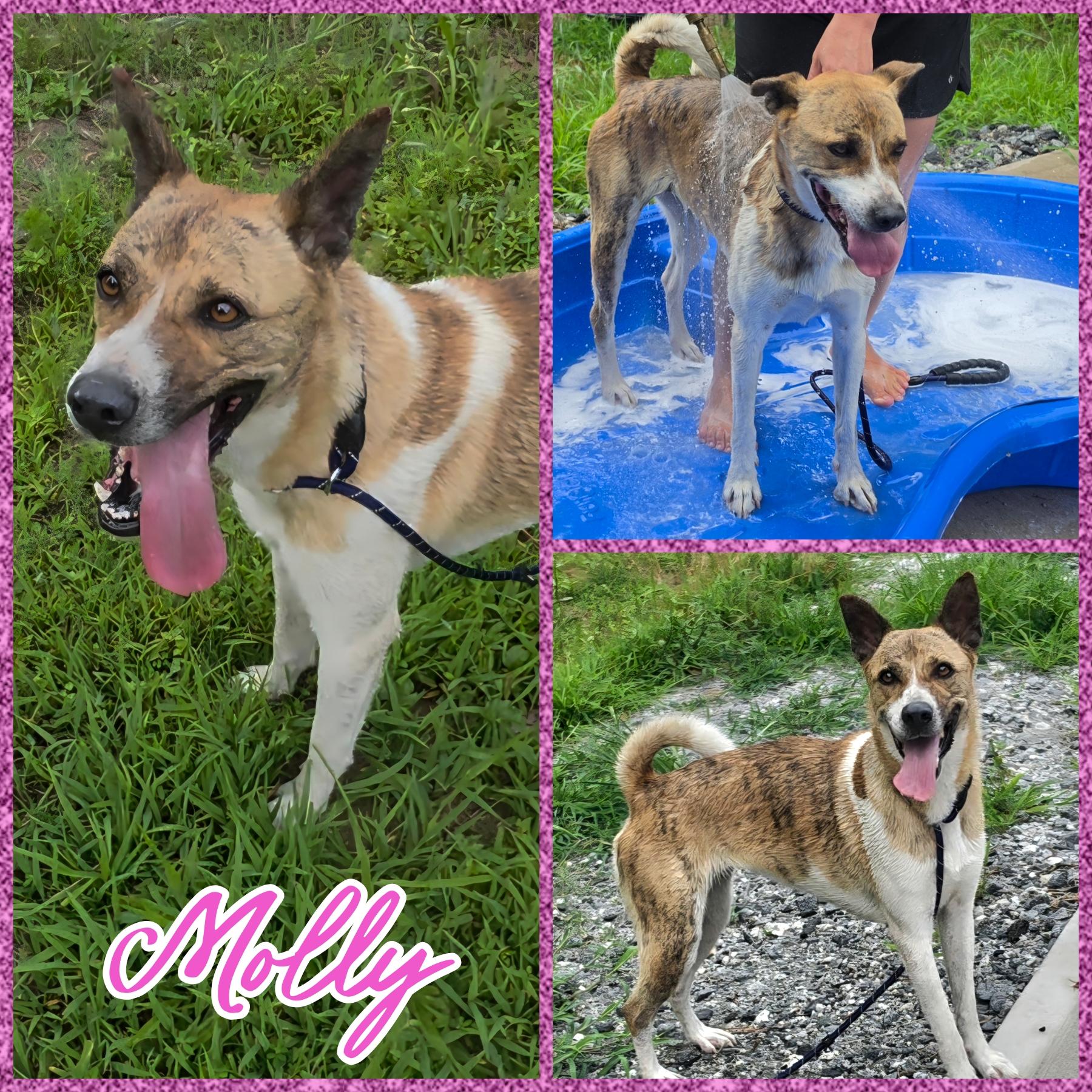 Molly, Adoptable, Adult Female Akita.