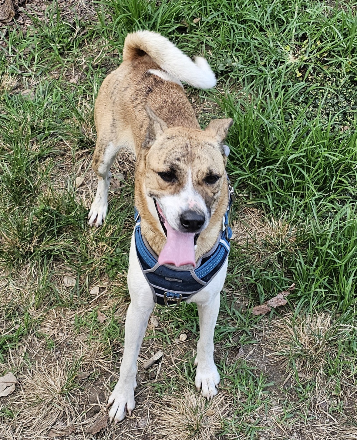 Molly, a Adoptable mixed breed in Blacksburg, SC image 2/6