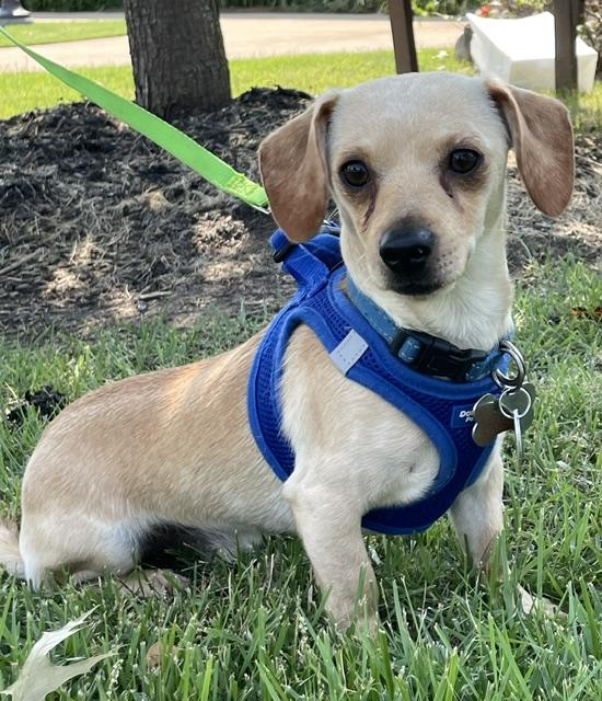 Enlarge Rex, a ADOPTABLE Dachshund in Memphis, TN image 2/6