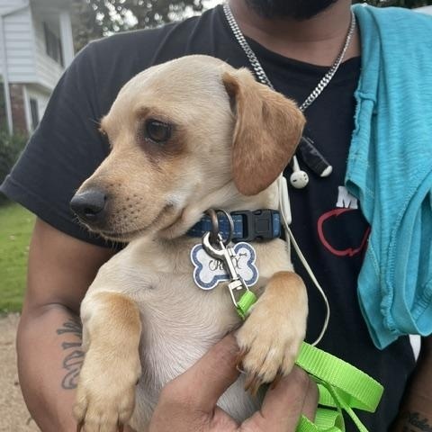 Enlarge Rex, a ADOPTABLE Dachshund in Memphis, TN image 4/6