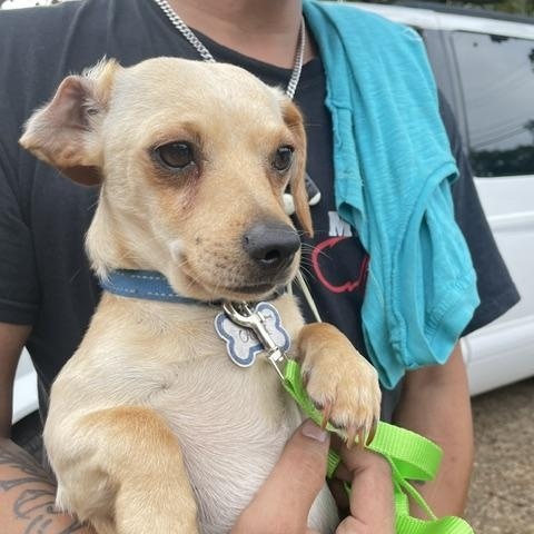 Enlarge Rex, a ADOPTABLE Dachshund in Memphis, TN image 6/6