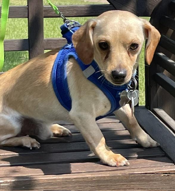 Enlarge Rex, a ADOPTABLE Dachshund in Memphis, TN image 5/6