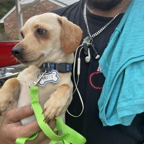 Enlarge Rex, a ADOPTABLE Dachshund in Memphis, TN image 3/6