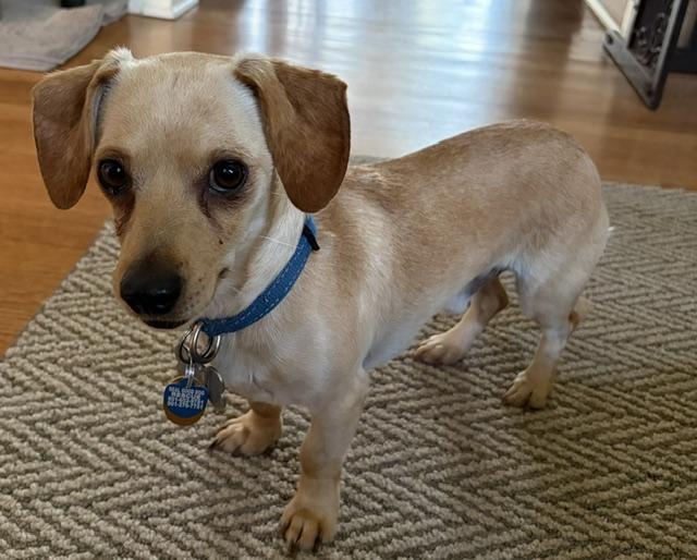 Rex, ADOPTABLE, Adult Male Dachshund.