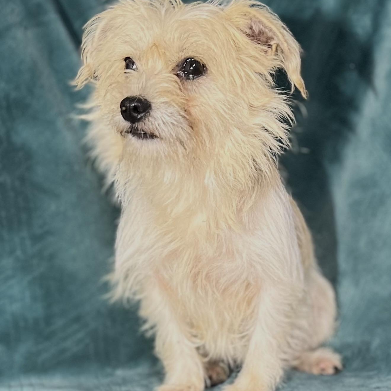 Enlarge Alice , an adopted mixed breed in Pelham, NH image 3/6