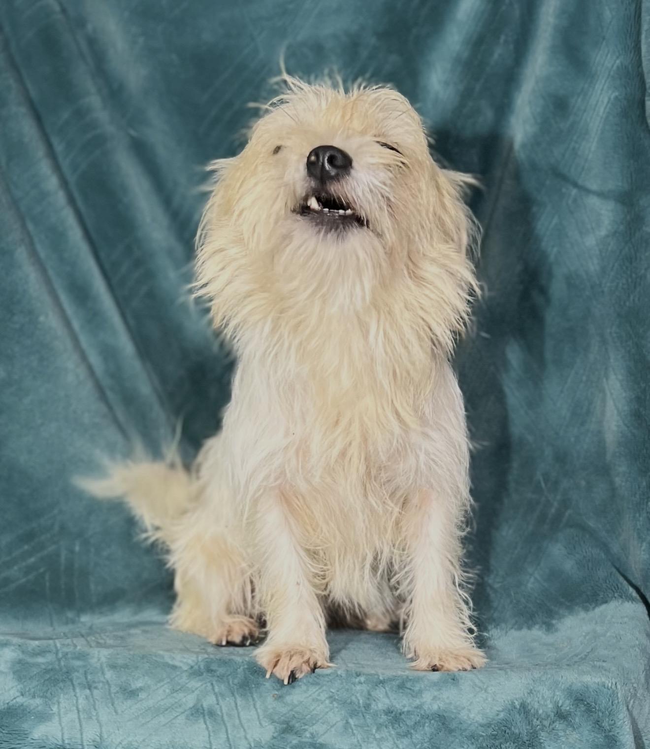 Enlarge Alice , an adopted mixed breed in Pelham, NH image 5/6