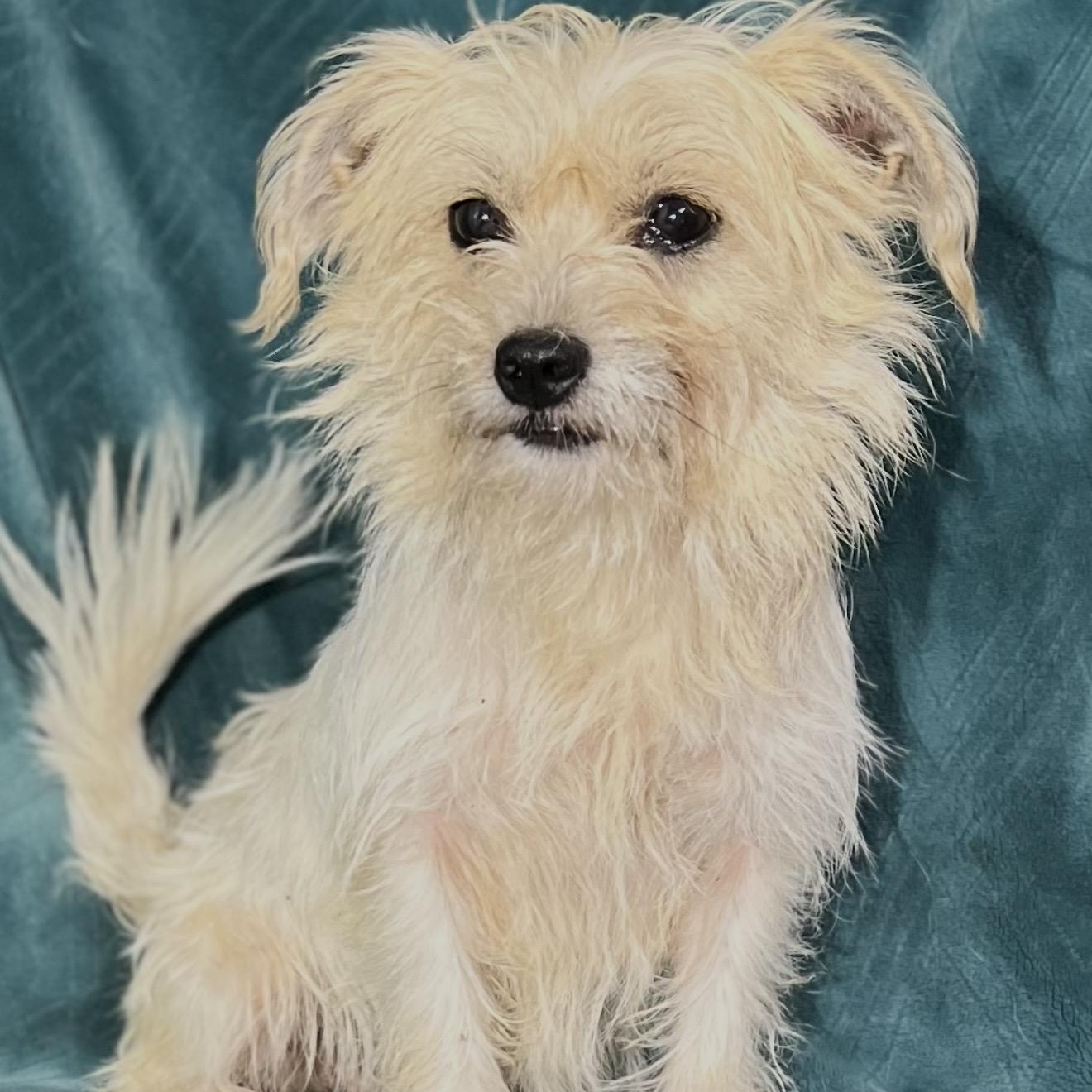 Enlarge Alice , an adopted mixed breed in Pelham, NH image 2/6