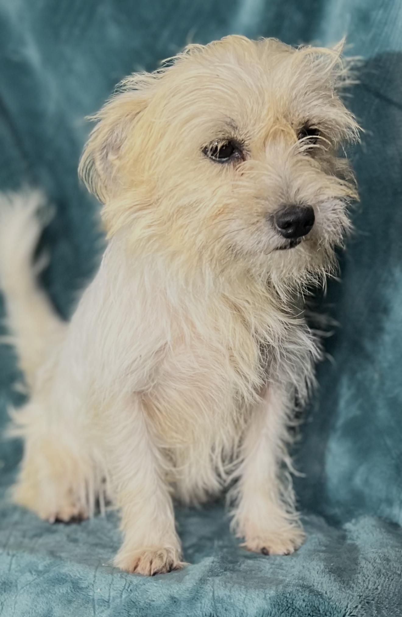 Enlarge Alice , an adopted mixed breed in Pelham, NH image 6/6