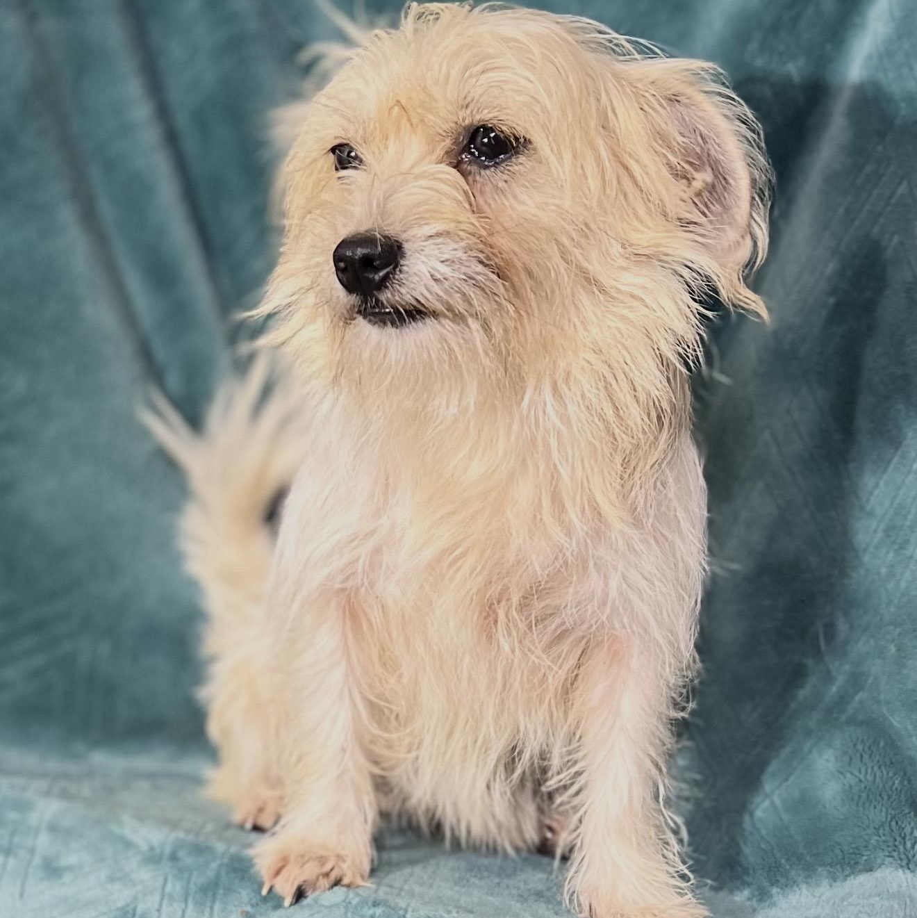 Enlarge Alice , an adopted mixed breed in Pelham, NH image 4/6