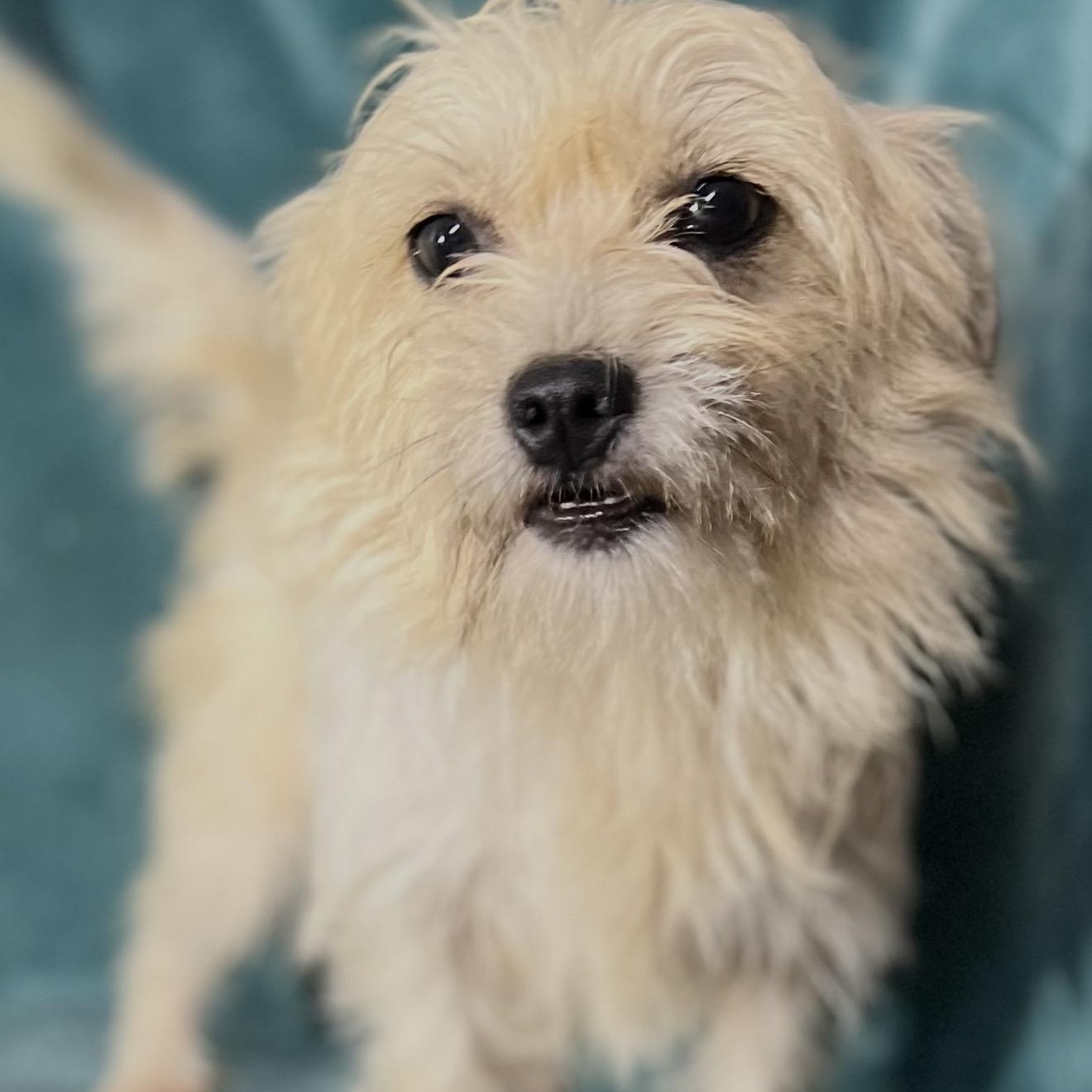 Alice , adopted, Adult Female Terrier.
