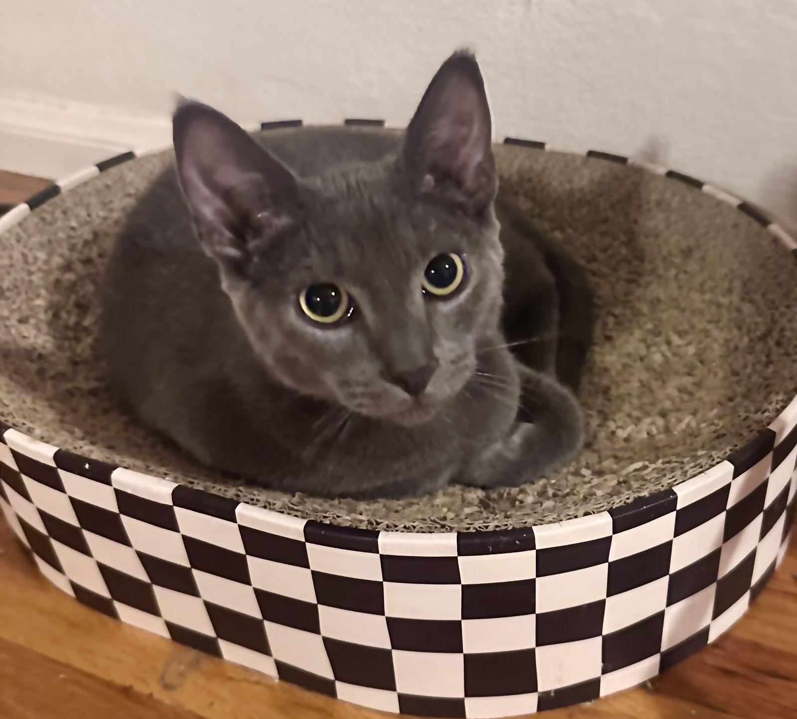 Luna & Louis, Adoptable, Young Male Chartreux & Russian Blue.